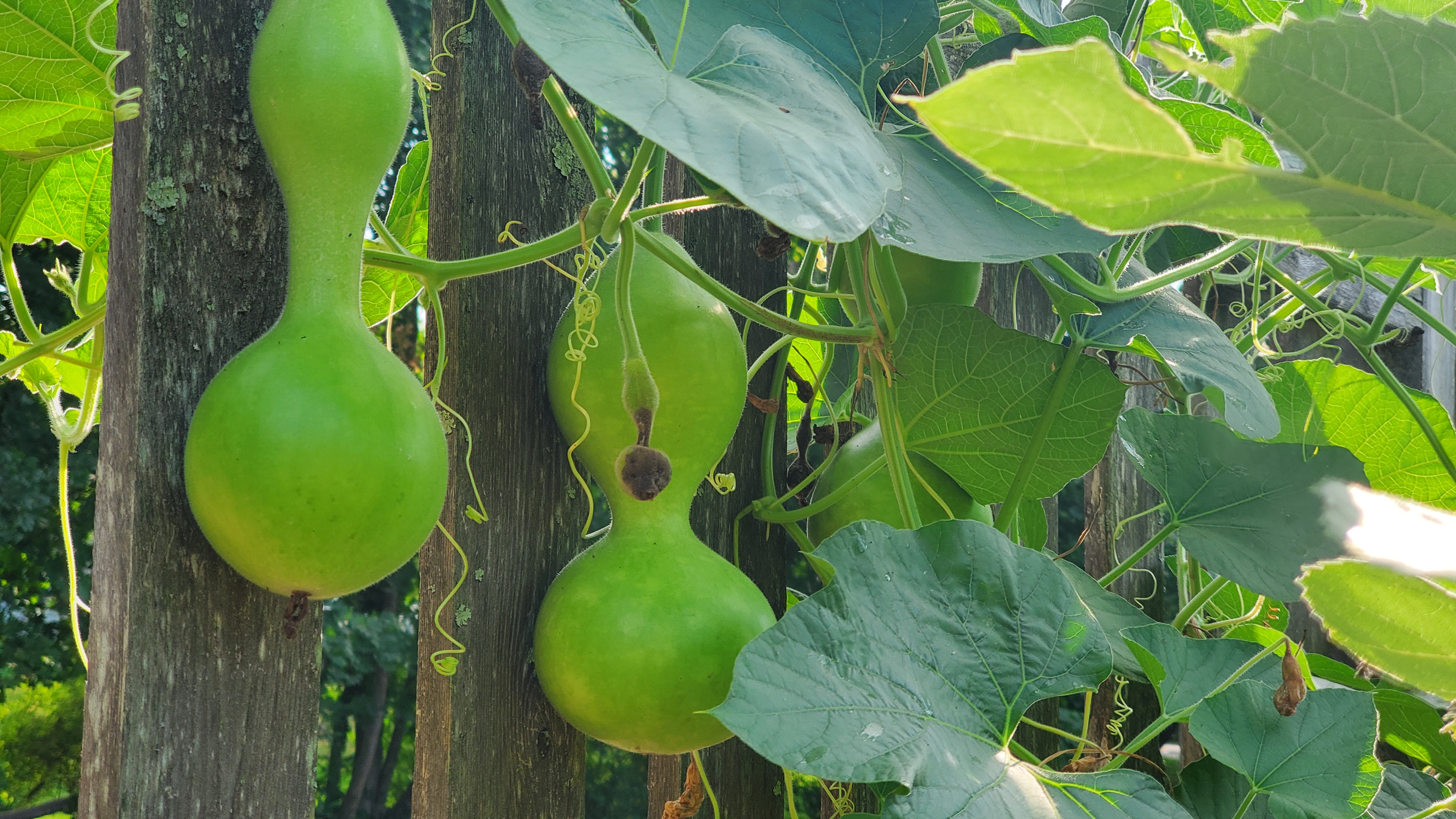 Immature gourds on the vine