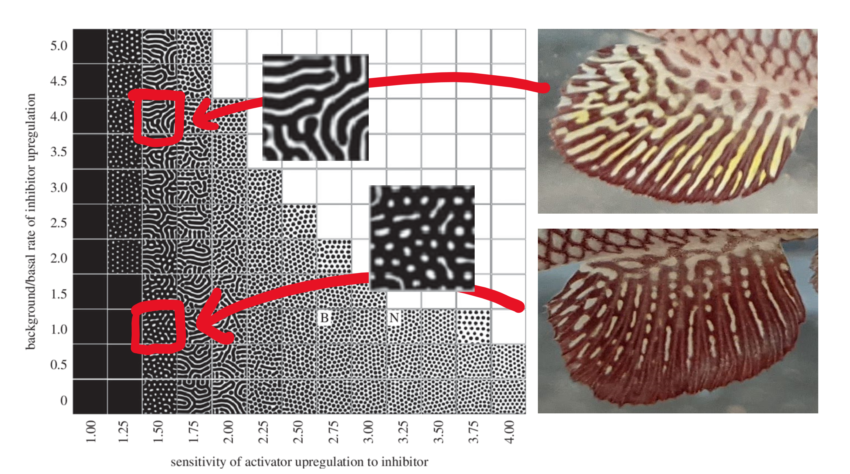 The color patterns on the African killifish fins remarkably resemble the Turing Patterns and its modeling results