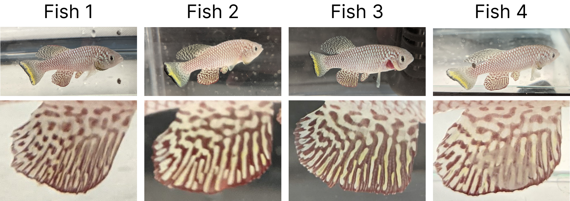 The patterns on killifish fins are similar but different between individuals