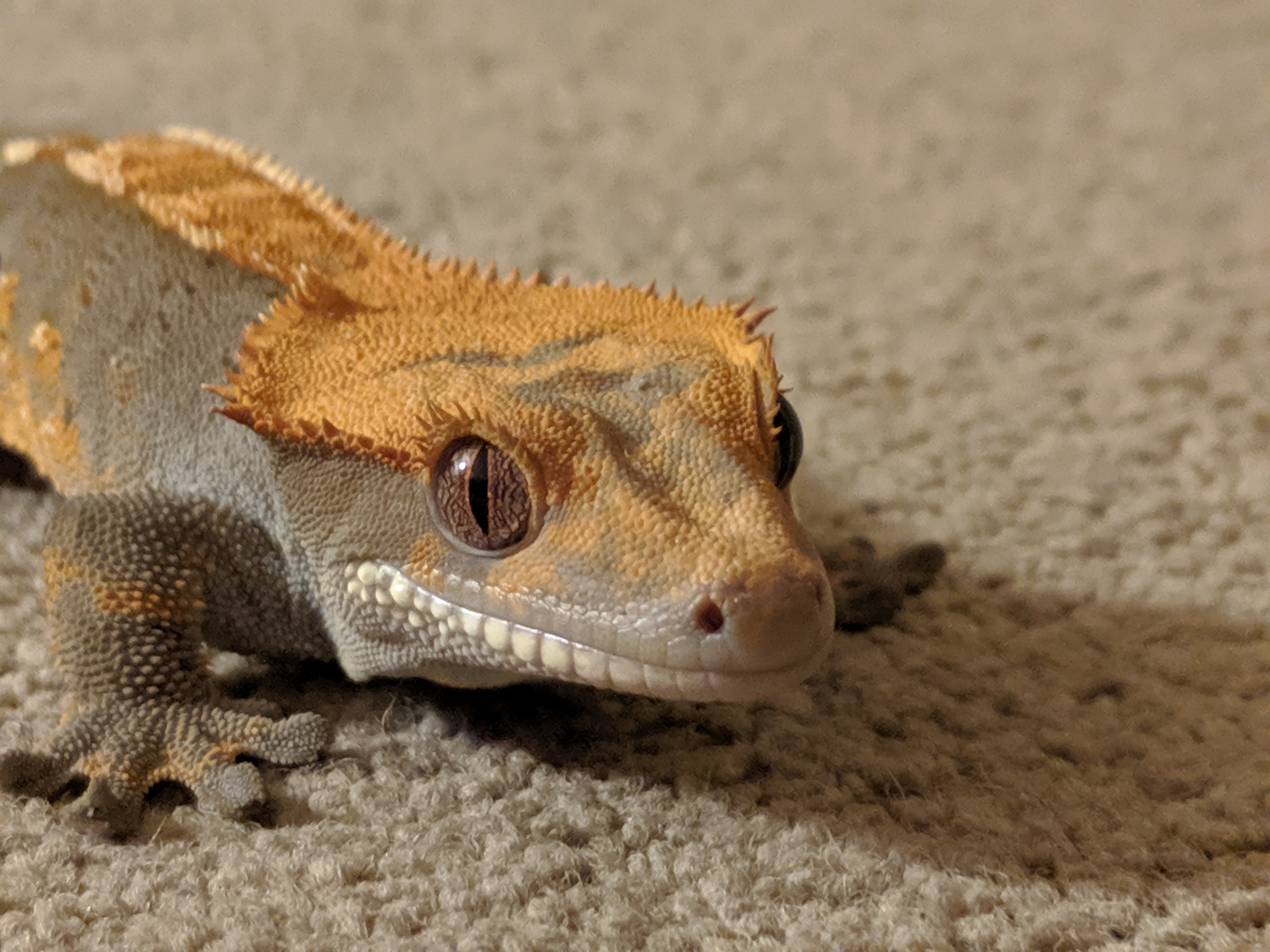  my gecko