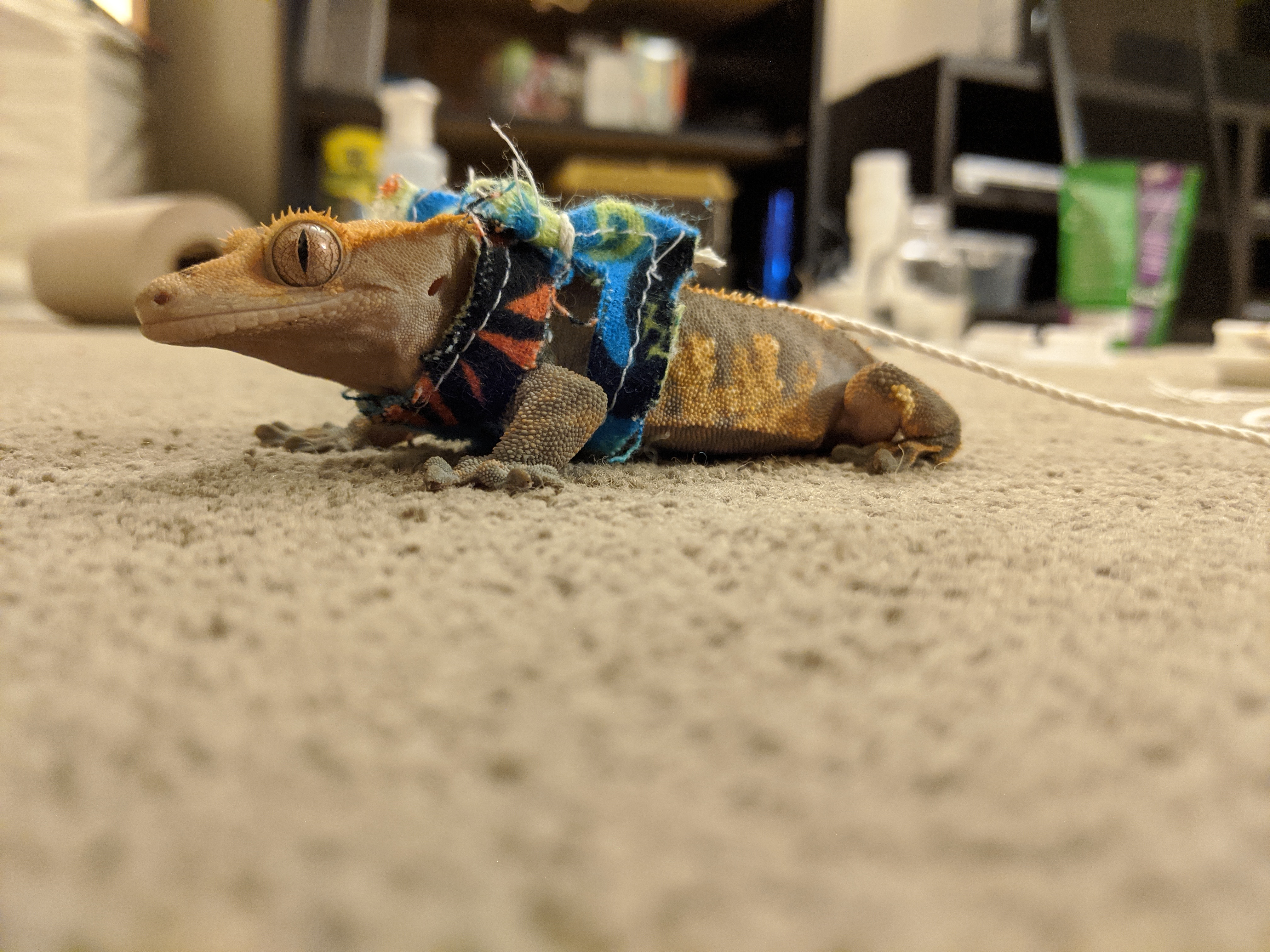  my gecko with a jacket