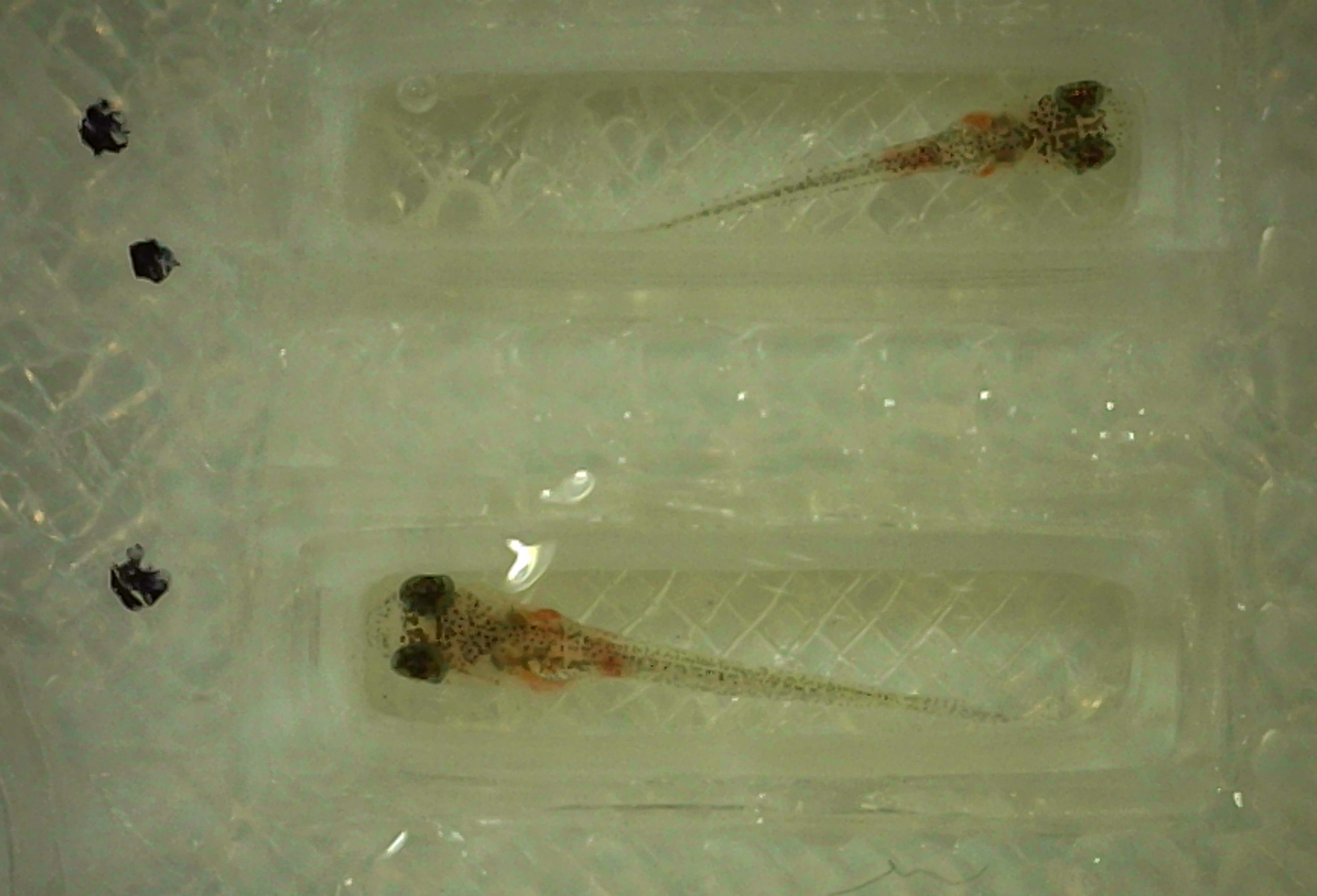 Two fish being measured