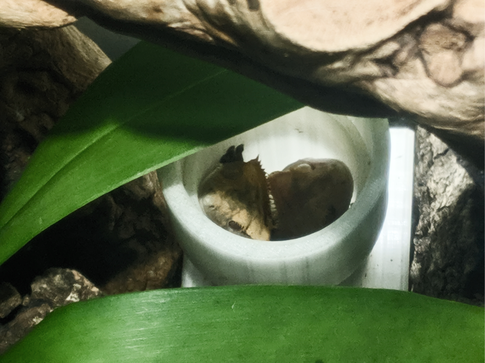 My two geckos sleeping together in the same tube