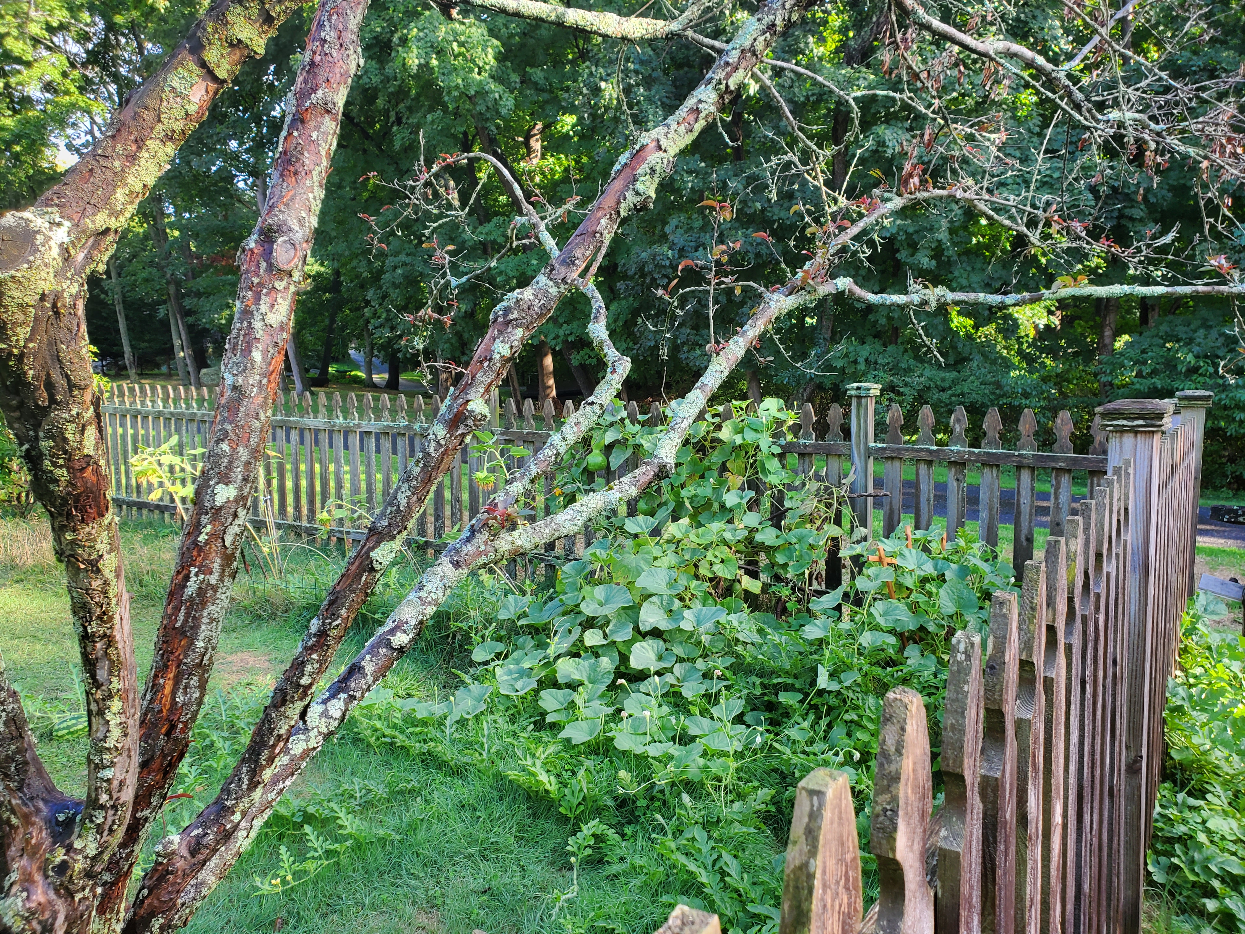 The plants spilling out of the corner