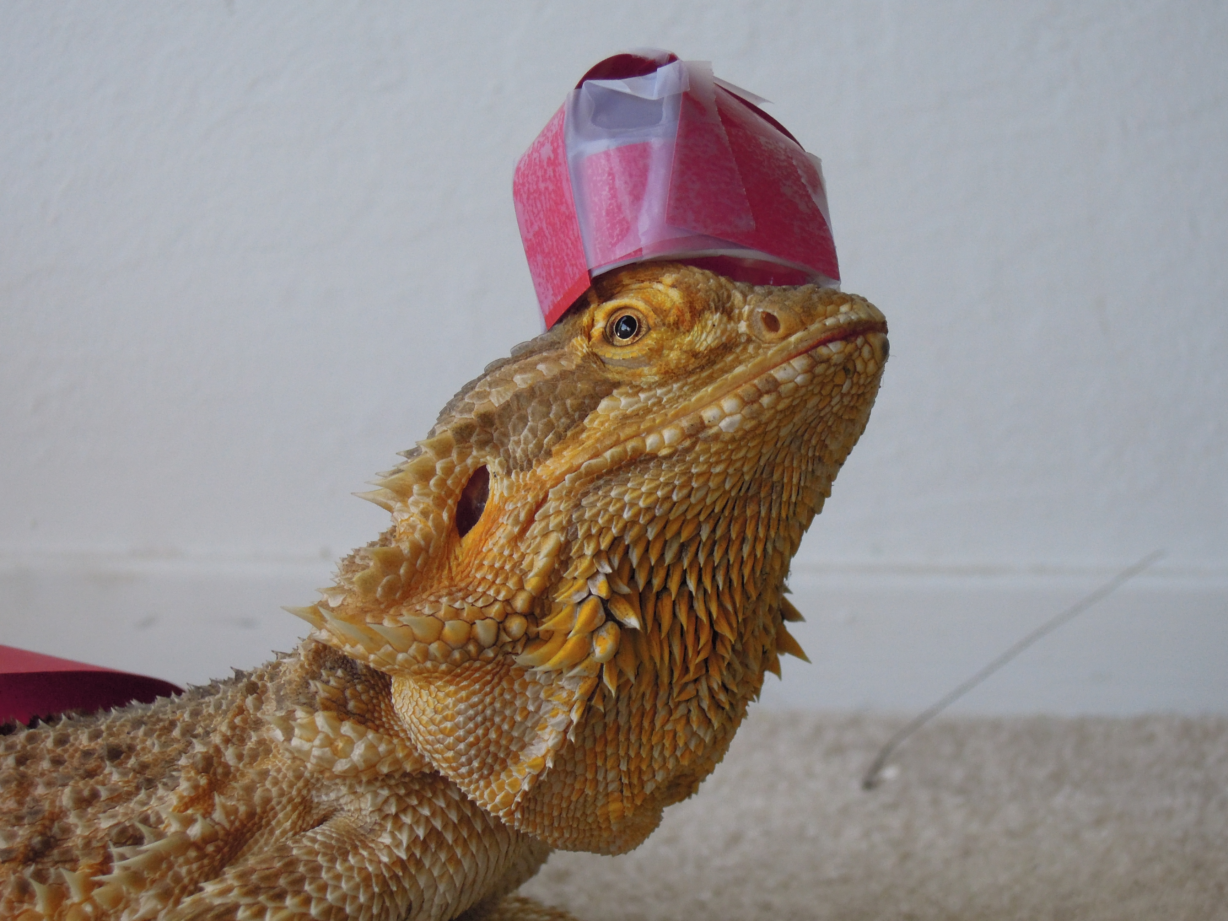  Hunter with the red hat