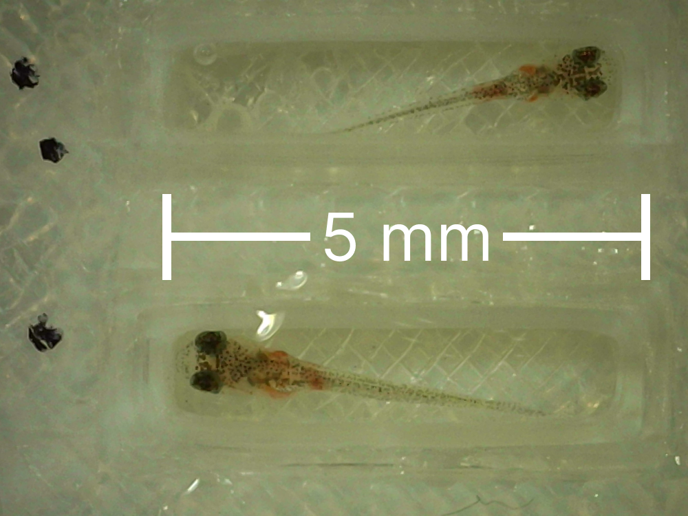 Example of two 3-day-old fish being measured