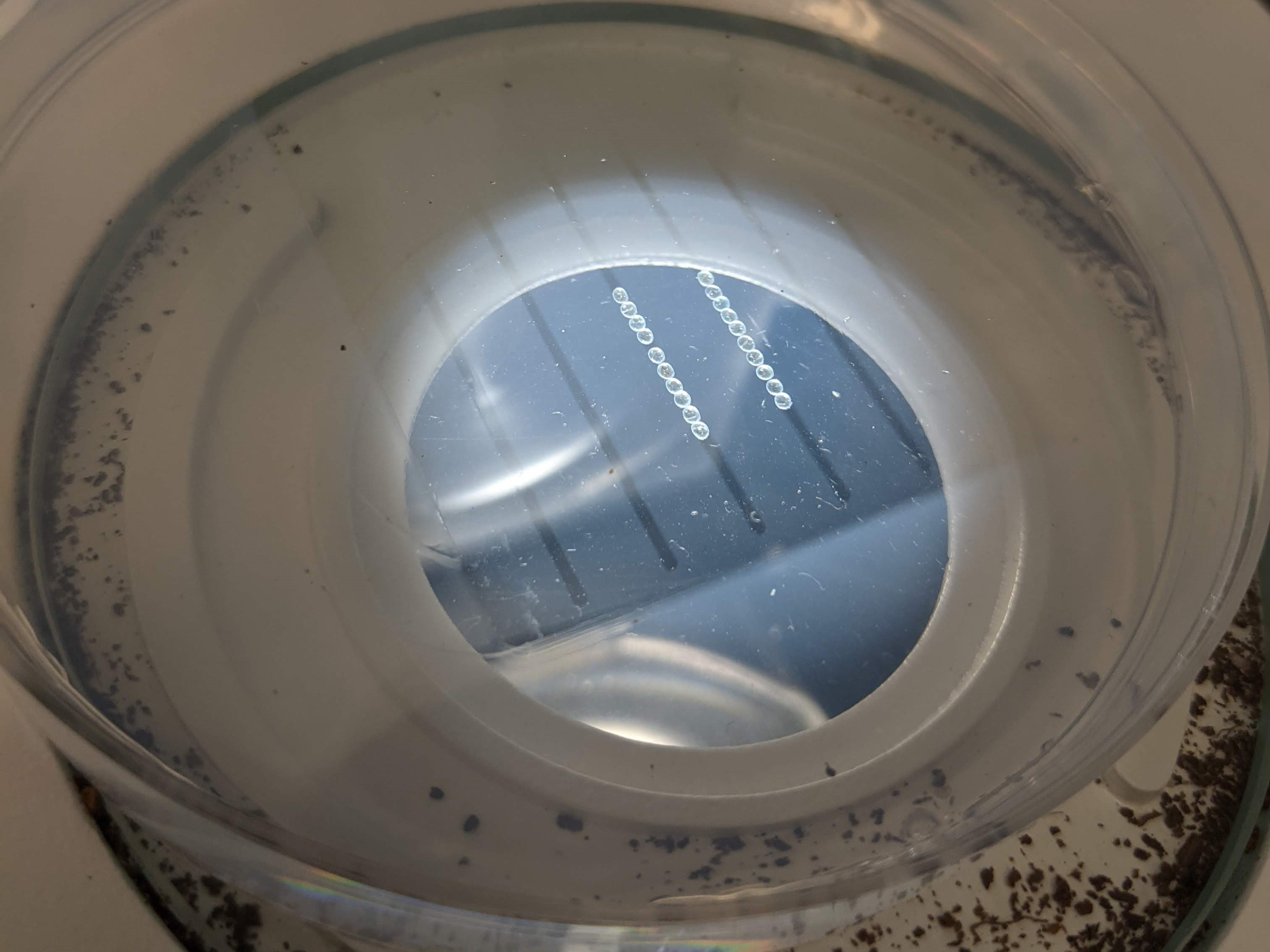 The mold can be repetitively used to imprint an agarose plate