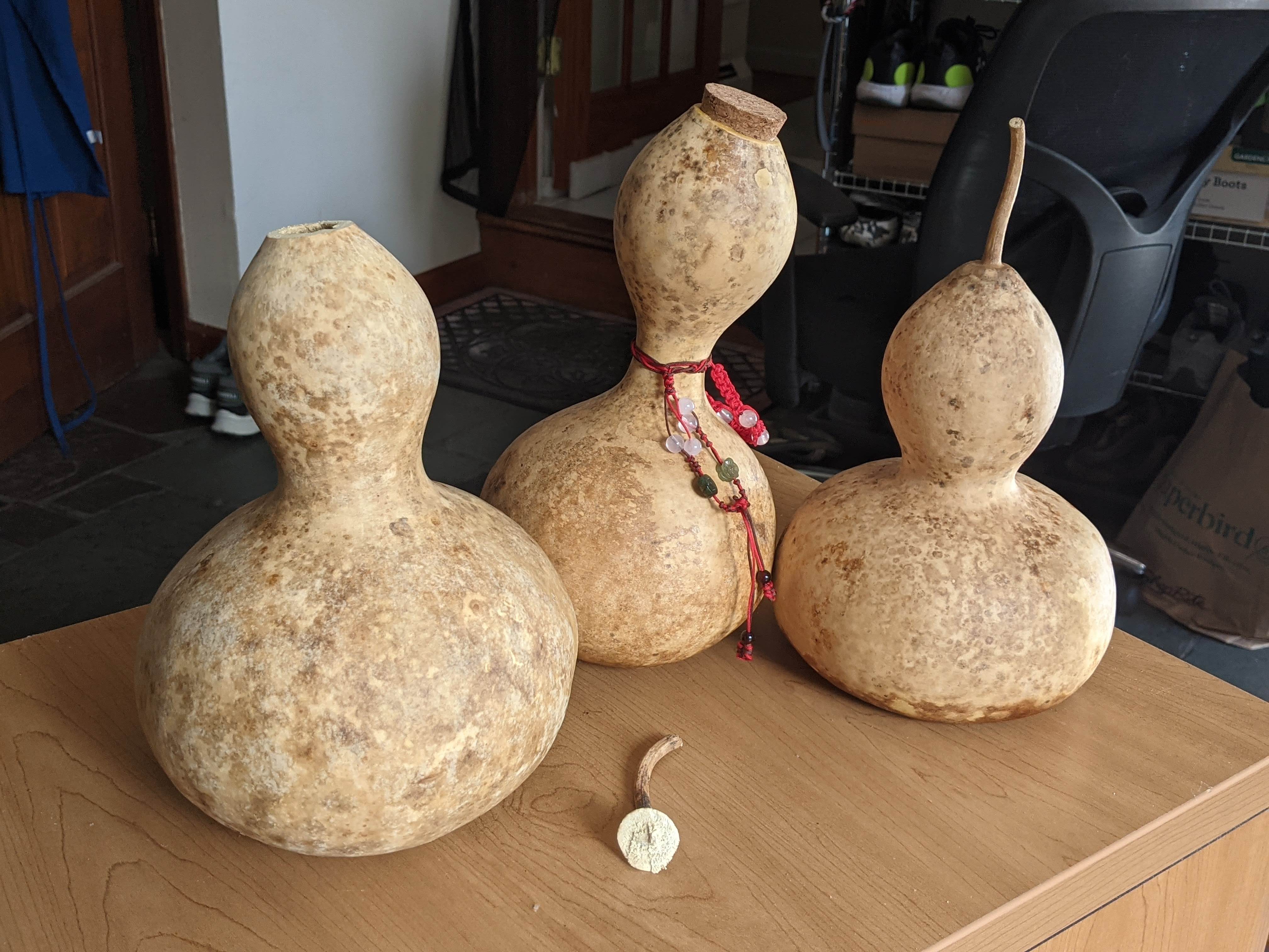 All three of my succesful gourds