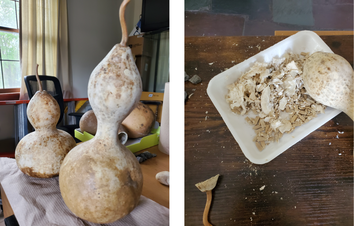 The gourds after cleaning