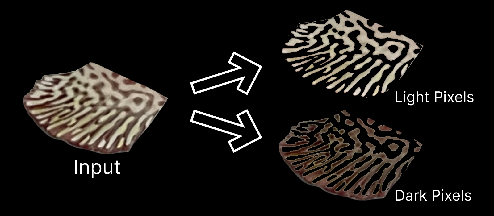 The input alongside the outputs of the program